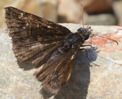Erynnis pacuvius