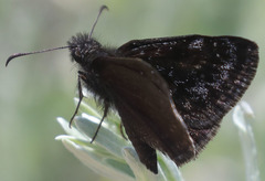 Erynnis pacuvius