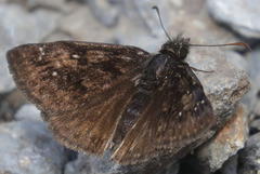 Erynnis pacuvius