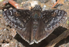 Erynnis persius