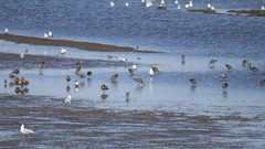 Limosa limosa