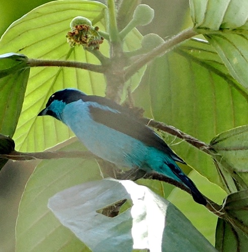 Turquoise Dacnis (Dacnis hartlaubi), photo 9