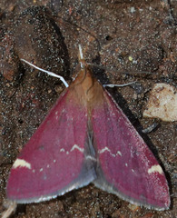 Pyrausta grotei