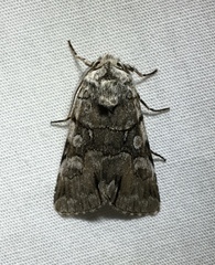 Sympistis chionanthi