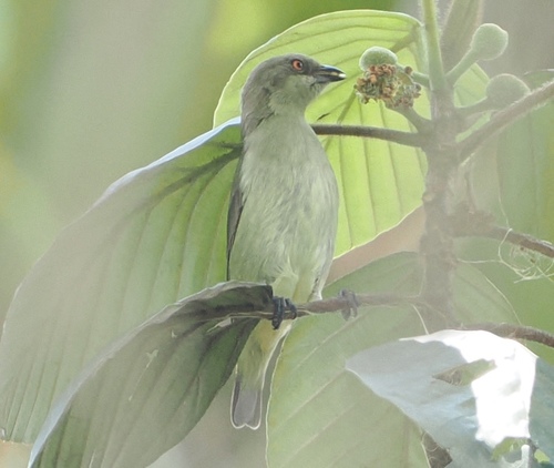 Turquoise Dacnis (Dacnis hartlaubi), photo 3