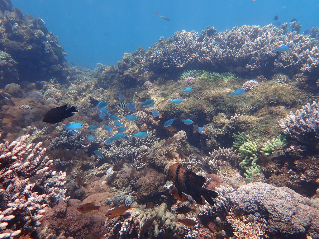 Black-axil chromis