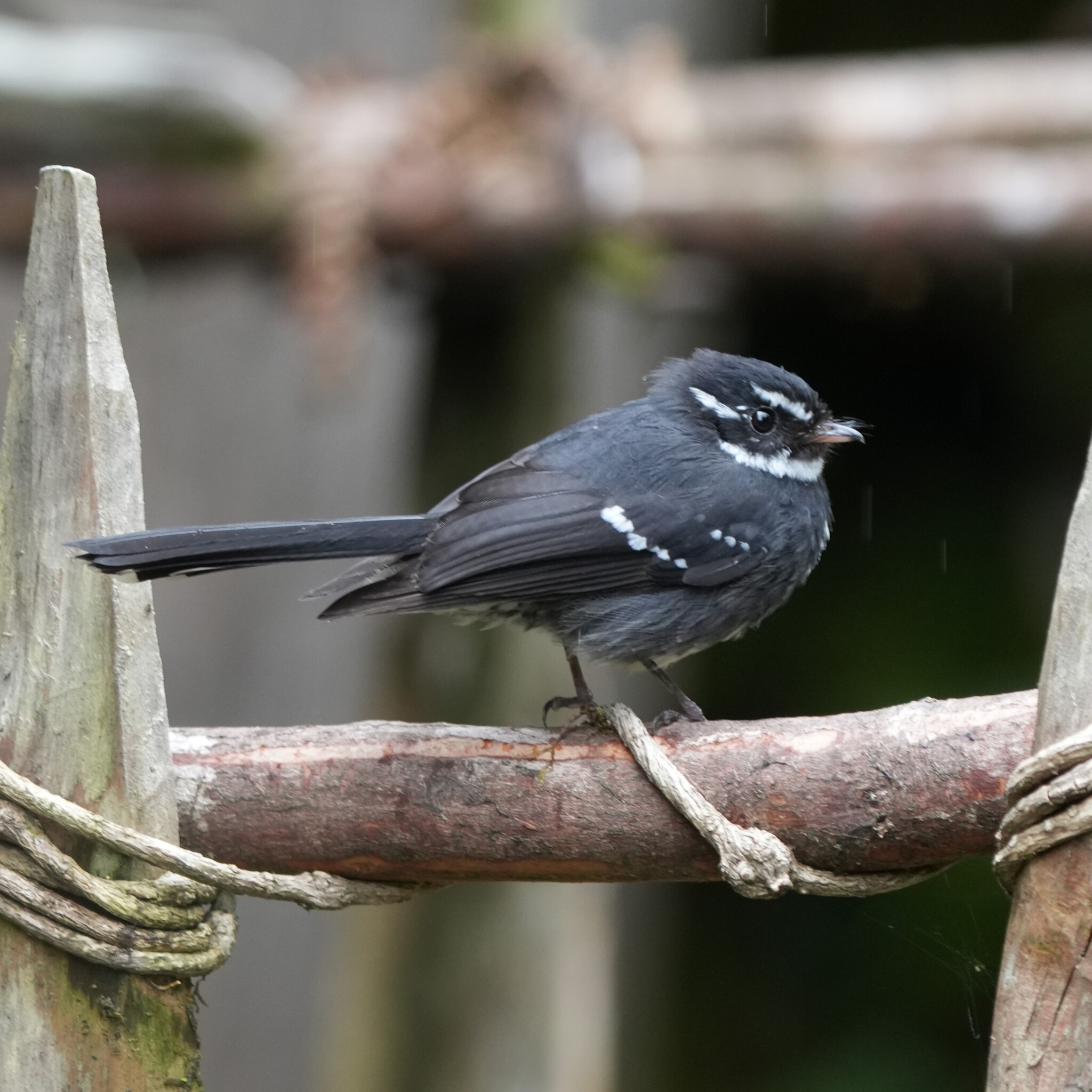 Friendly Fantail (Rhipidura albolimbata), photo 2