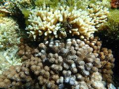 Cladiellidae