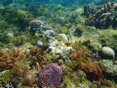 Leptoscarus vaigiensis