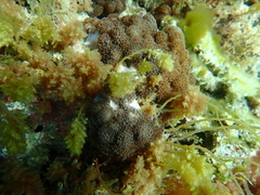 Cladiellidae