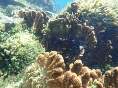 Amphiprion mccullochi