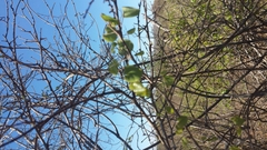 Adenia olaboensis image