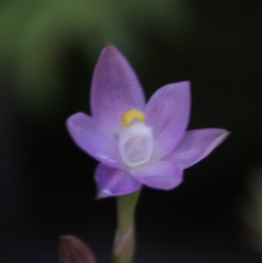 Thelymitra colensoi