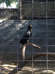 Haliaeetus