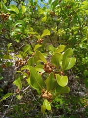 Capurodendron pervillei image
