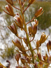 Eulophia tristis