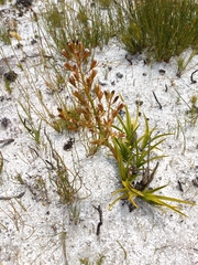 Eulophia tristis