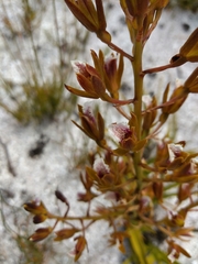 Eulophia tristis