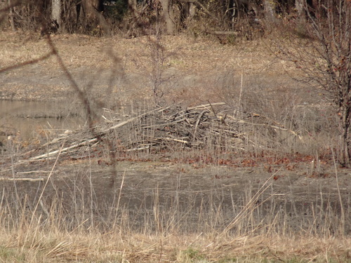 American Beaver photographed in Kansas