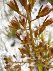 Eulophia tristis