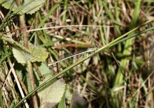 Blue Featherleg photo 5
