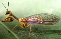 Spaminta minjerribae