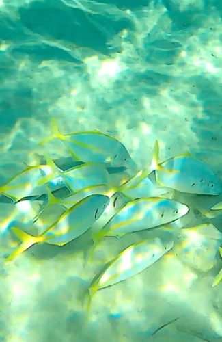 Araara (Pseudocaranx dentex) — Carangidae — 4