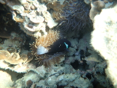 Amphiprion mccullochi