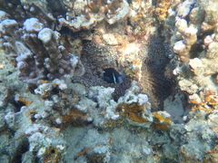 Amphiprion mccullochi