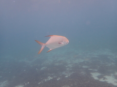 Trachinotus blochii