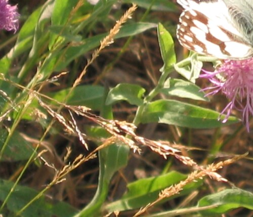 Agrostis × fouilladei iNat (1)