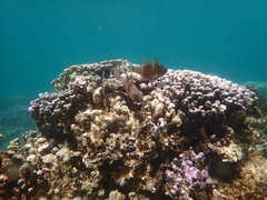 Ostorhinchus norfolcensis