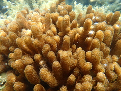 Cladiellidae