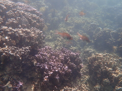 Ostorhinchus norfolcensis