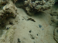 Amblygobius