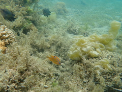 Neoglyphidodon polyacanthus