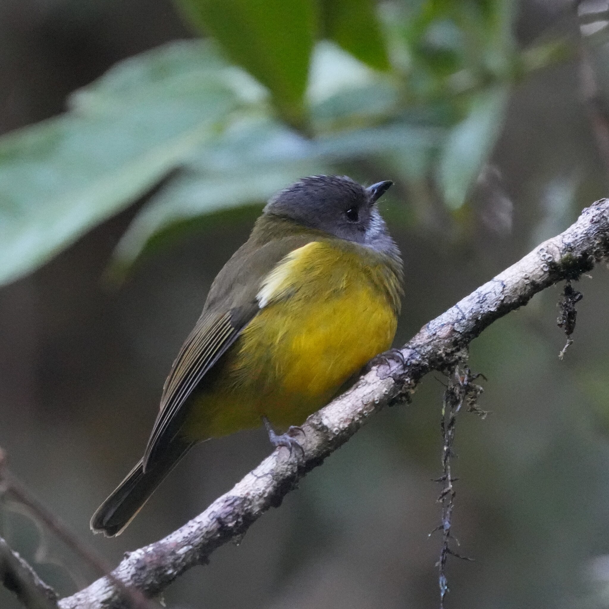 Regent Whistler (Pachycephala schlegelii), photo 4