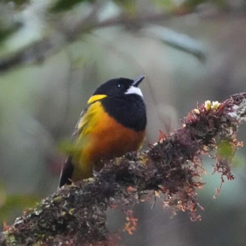 Regent Whistler (Pachycephala schlegelii), photo 5