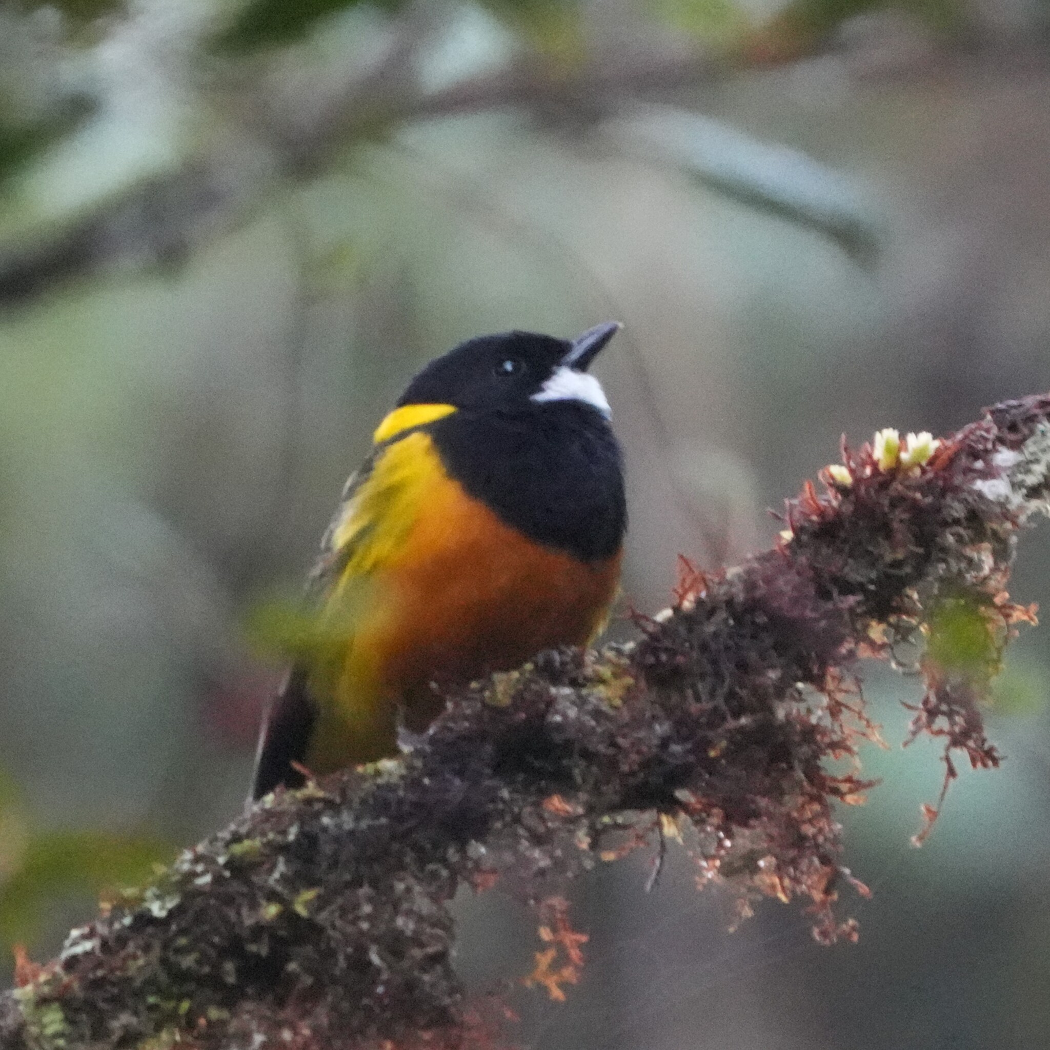 Regent Whistler (Pachycephala schlegelii), photo 3