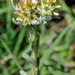 Broad-leaved Cudweed - Photo (c) José María Escolano, some rights reserved (CC BY-NC-SA)