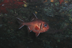 Trachichthys australis
