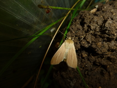 Mythimna pallens