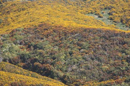Berberis darwinii