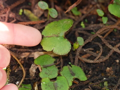 Corybas trilobus