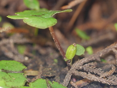 Corybas trilobus