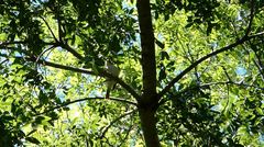 Vireo gilvus