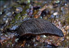 Pseudaneitea