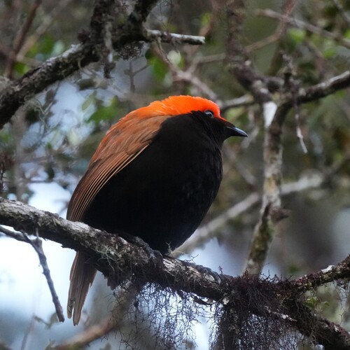 Crested Satinbird (Cnemophilus macgregorii)