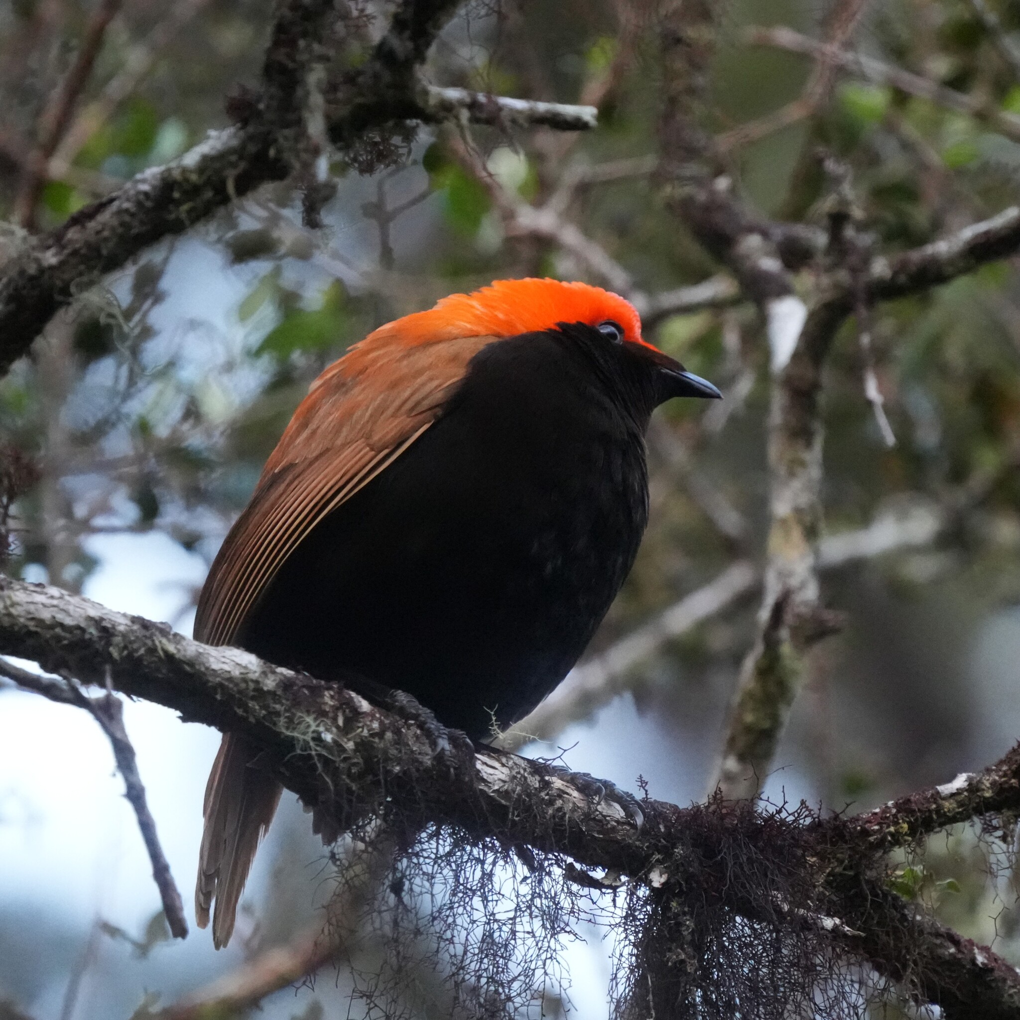 Crested Satinbird (Cnemophilus macgregorii), photo 1