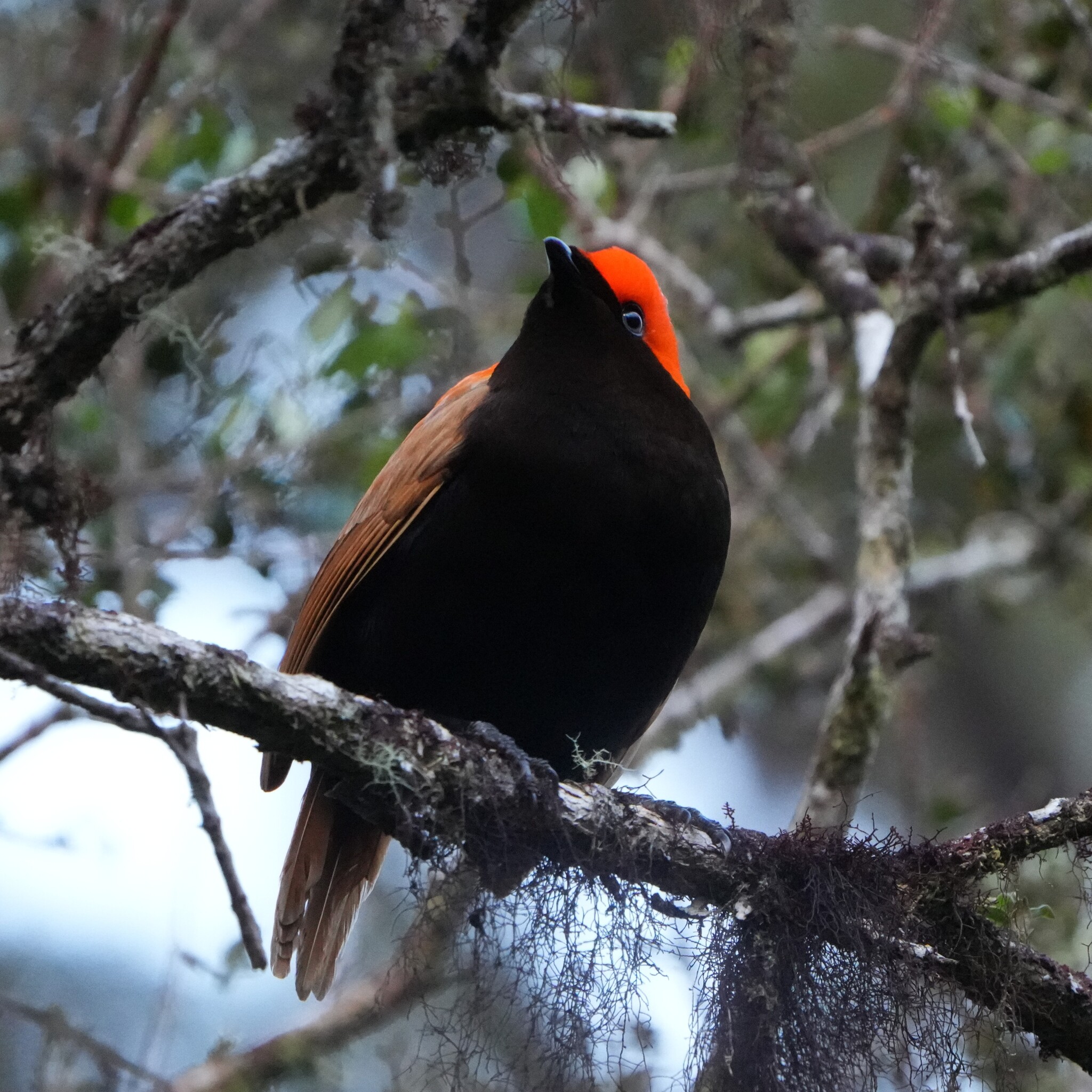 Crested Satinbird (Cnemophilus macgregorii), photo 2